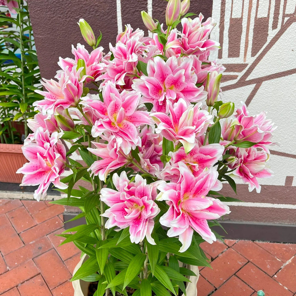 LilyLuxe – 🎁 2026 Must-Plant ☀️ Rare Lily Bulbs 🌸