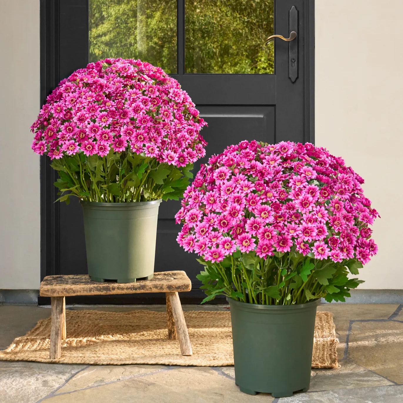 SunsetBloom – 💥🌼 Artificial Outdoor Mums, UV-Resistant, Waterproof & Windproof