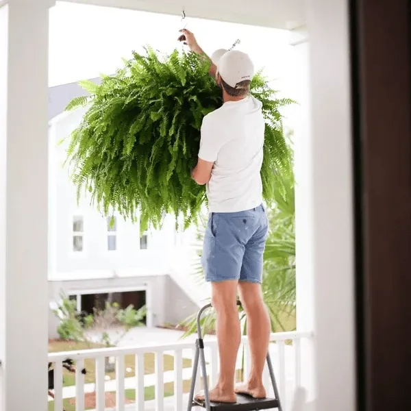 💛GlowFern – 🌿 Glowing Boston Ferns with Lights, Zero Watering, Zero Maintenance