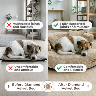 CloudNest – Orthopedic Velvet Dog Bed with Raised Bolsters