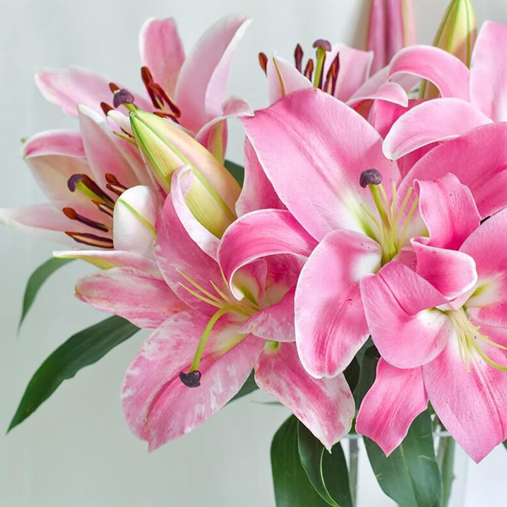 LilyLuxe – 🎁 2026 Must-Plant ☀️ Rare Lily Bulbs 🌸