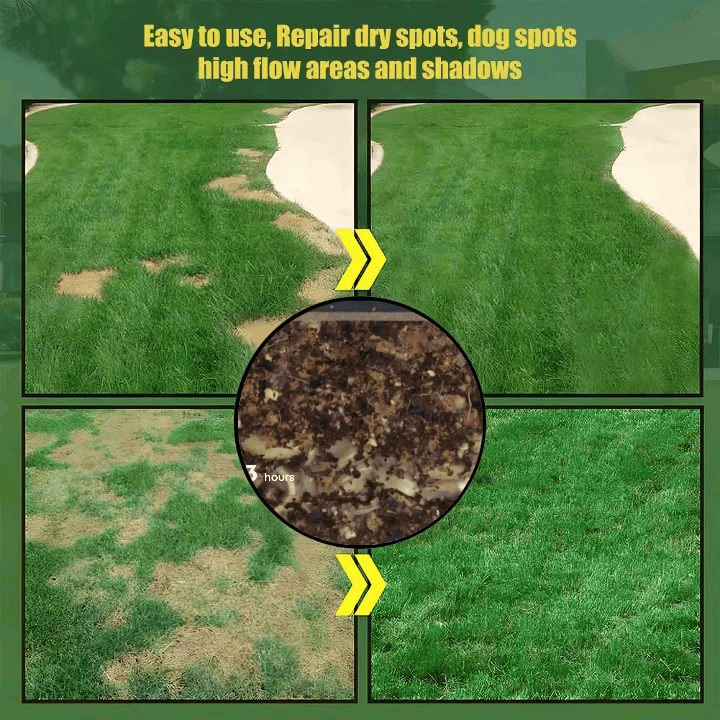 EverLawn – Evergreen Dwarf Grass Seed for a Vibrant Four-Season Lawn