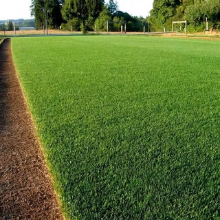 EverLawn – Evergreen Dwarf Grass Seed for a Vibrant Four-Season Lawn