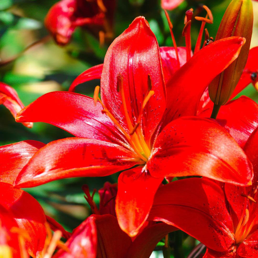 LilyLuxe – 🎁 2026 Must-Plant ☀️ Rare Lily Bulbs 🌸
