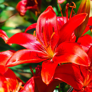 LilyLuxe – 🎁 2026 Must-Plant ☀️ Rare Lily Bulbs 🌸