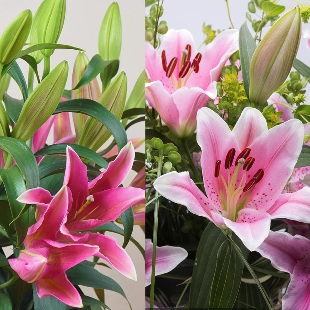 LilyLuxe – 🎁 2026 Must-Plant ☀️ Rare Lily Bulbs 🌸