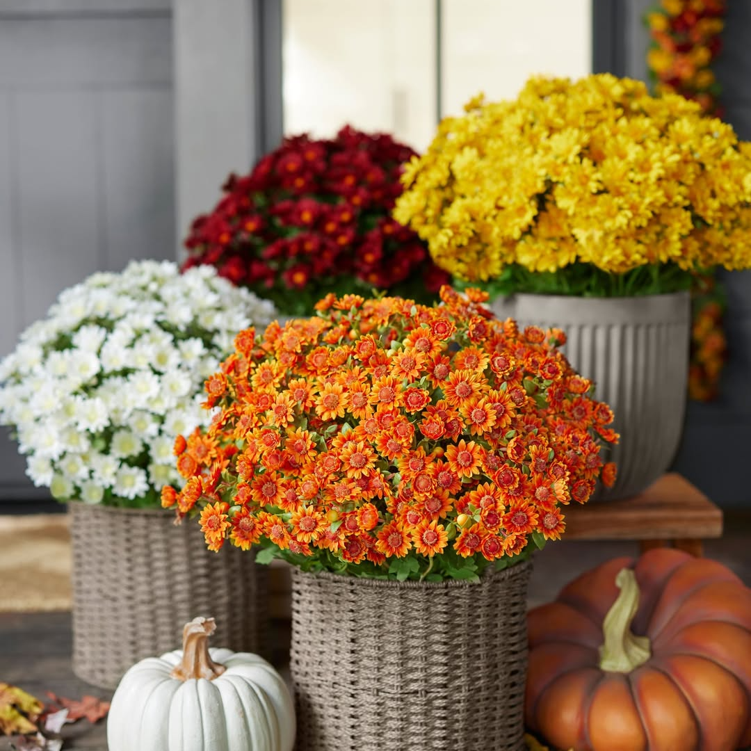 SunsetBloom – 💥🌼 Artificial Outdoor Mums, UV-Resistant, Waterproof & Windproof