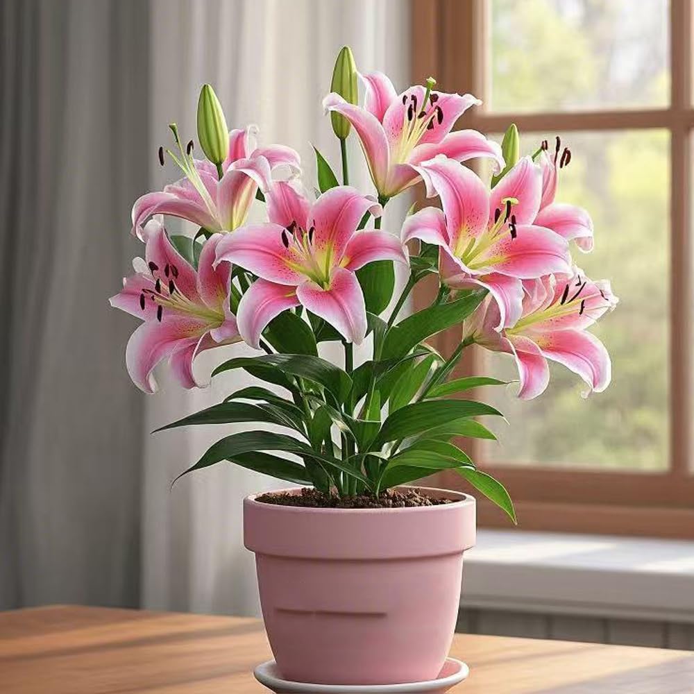 LilyLuxe – 🎁 2026 Must-Plant ☀️ Rare Lily Bulbs 🌸