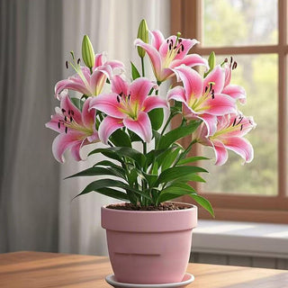 LilyLuxe – 🎁 2026 Must-Plant ☀️ Rare Lily Bulbs 🌸