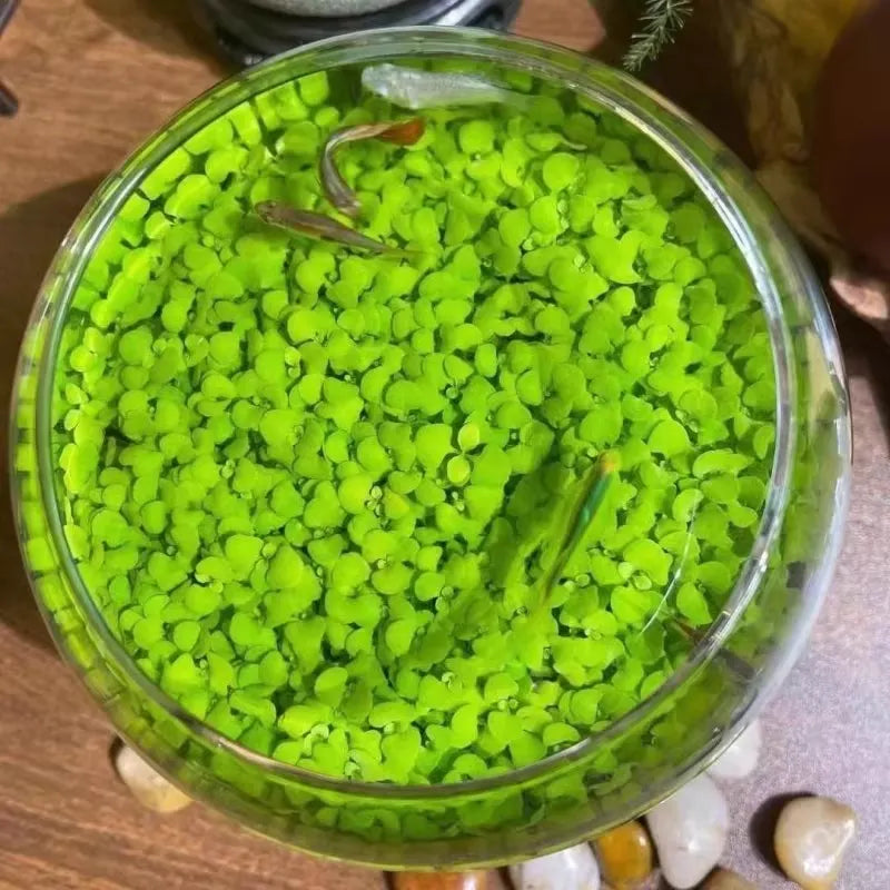 AquaCarpet – 🌿 Air-Purifying Aquatic Plant Seeds for Fish Tanks