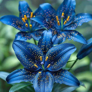 LilyLuxe – 🎁 2026 Must-Plant ☀️ Rare Lily Bulbs 🌸