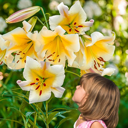 LilyLuxe – 🎁 2026 Must-Plant ☀️ Rare Lily Bulbs 🌸