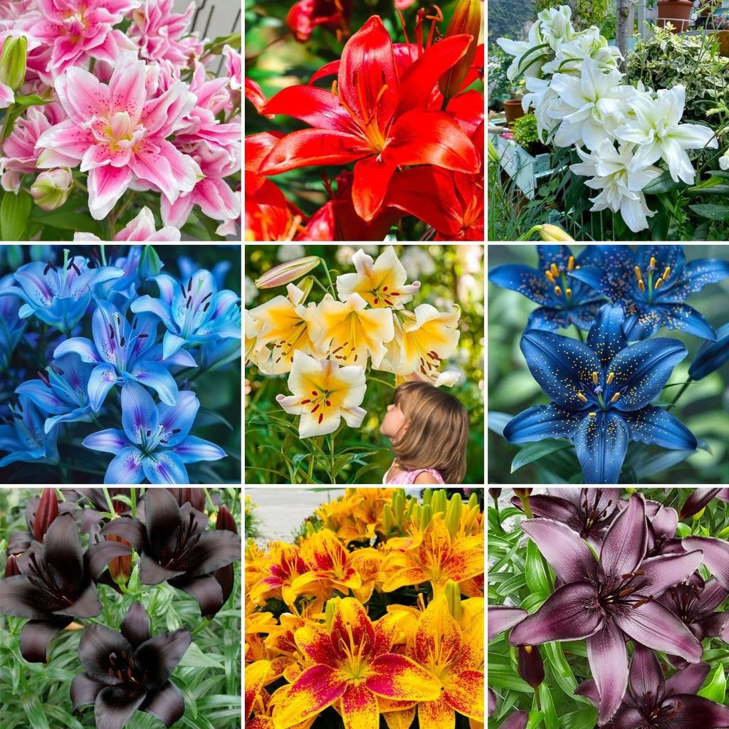 LilyLuxe – 🎁 2026 Must-Plant ☀️ Rare Lily Bulbs 🌸