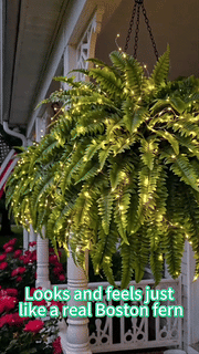 💛GlowFern – 🌿 Glowing Boston Ferns with Lights, Zero Watering, Zero Maintenance