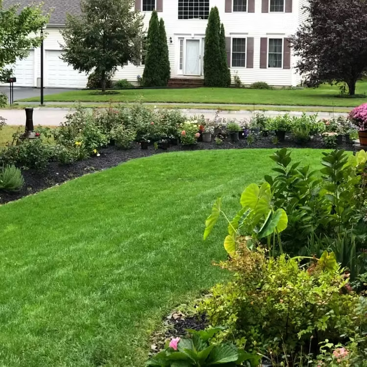 EverLawn – Evergreen Dwarf Grass Seed for a Vibrant Four-Season Lawn