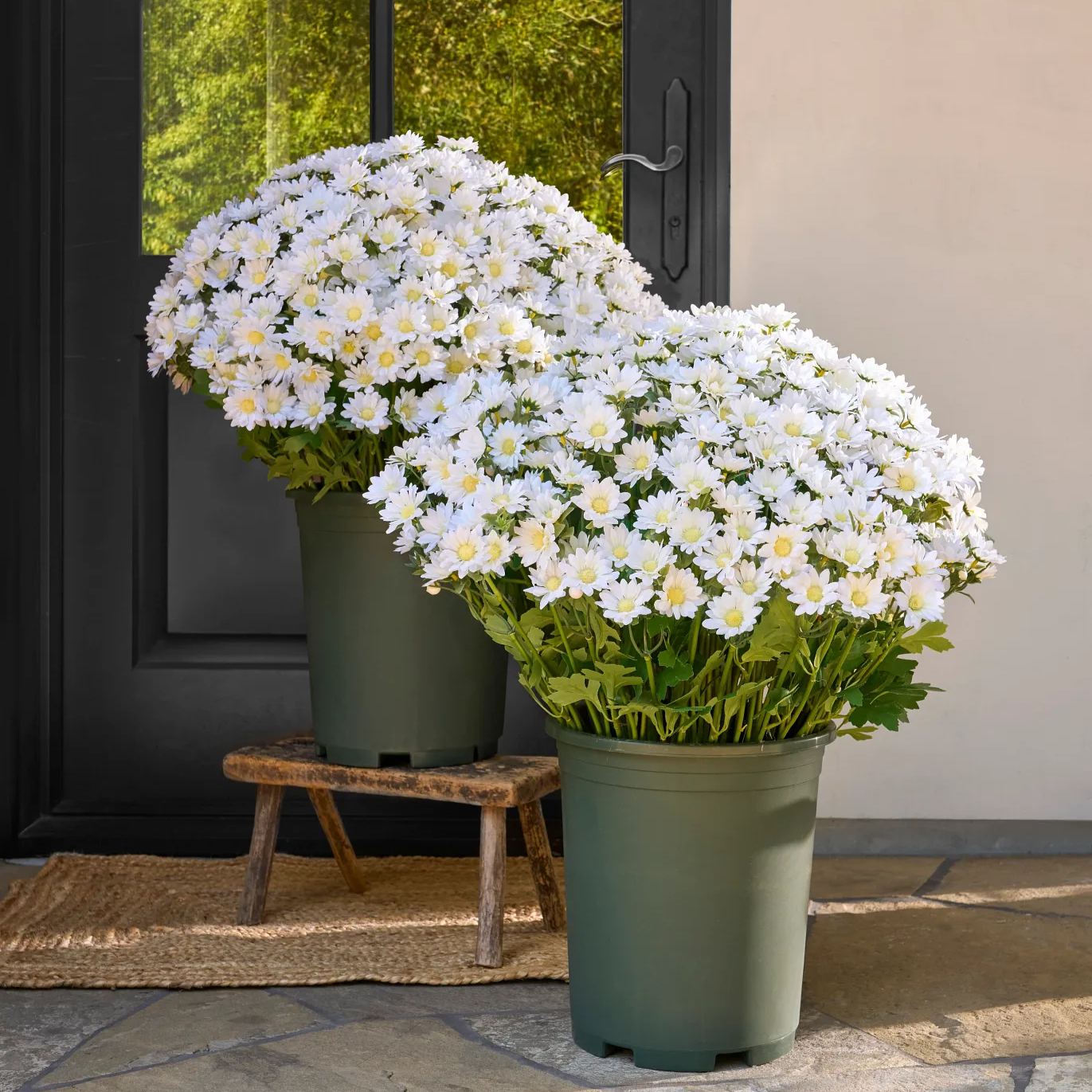 SunsetBloom – 💥🌼 Artificial Outdoor Mums, UV-Resistant, Waterproof & Windproof