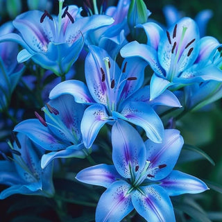LilyLuxe – 🎁 2026 Must-Plant ☀️ Rare Lily Bulbs 🌸