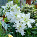 Sonw White