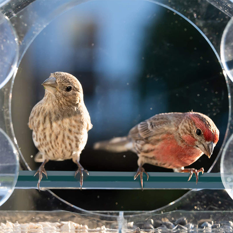 ClearView – Acrylic Window Bird Feeder