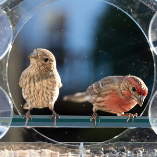 ClearView – Acrylic Window Bird Feeder