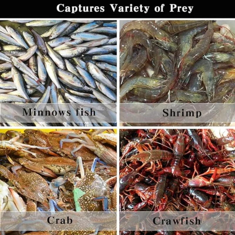 AquaCatch – Foldable Fishing Trap Net