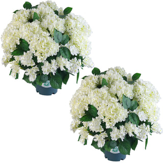 BloomEver – UV-Resistant Hydrangea Bush